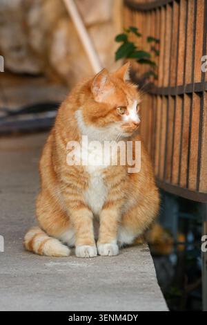 Niedliche orangene Tabbykatze auf Steinvorsprung, Hauskatzenporträt neben Metallzaun, warmes natürliches Licht Stockfoto