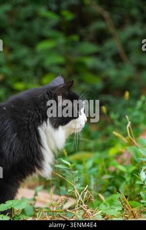 Langhaarige schwarz-weiße Katze mit Seitenprofil, flauschige Smoking Katze, die in üppigem grünen Wildgras steht Stockfoto