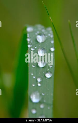 Nahaufnahme Makroansicht klare Süßwassertropfen auf leuchtendem grünen Gras im Freien Stockfoto