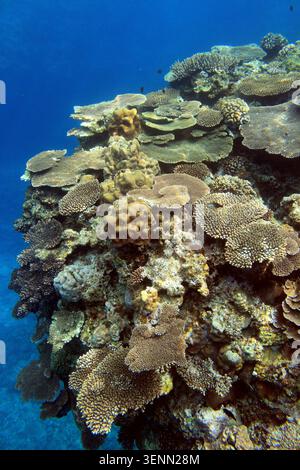 Gesunde tropische Korallenriffwand mit Tafelkorallen und kristallklarem blauem Wasser in Okinawa, Japan. Natürliche Unterwasserlandschaft mit Kopierraum. Stockfoto