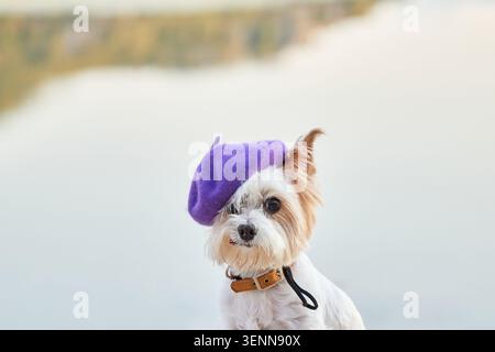 Jack Russell Terrier Hund trägt Hut in der Nähe des ruhigen Sees. Kreatives Außenporträt mit sauberem Hintergrund für Lifestyle-Design. Stockfoto