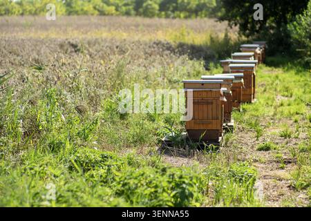 Eine lange Reihe traditioneller Holzbienenstöcke, die auf hohem Gras auf einem Feld stehen, umgeben von Wildblumen und üppigem Grün an einem sonnigen Tag. Stockfoto