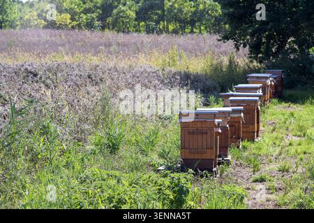 Eine lange Reihe traditioneller Holzbienenstöcke, die auf hohem Gras auf einem Feld stehen, umgeben von Wildblumen und üppigem Grün an einem sonnigen Tag. Stockfoto