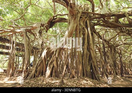 Niedrigwinkelaufnahme eines majestätischen riesigen Banyan-Baumes mit Sonnenstrahlen, die durch die Wurzeln aus der Luft fackeln, Nakhon Ratchasima, Thailand Stockfoto