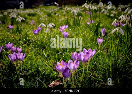 Krokus- und Schneeglöckchen mit Morgentauropfen, die grünes Gras im Sonnenlicht bedecken Stockfoto
