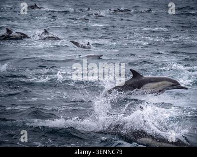 Eine Gruppe von gewöhnlichen Delfinen, die während einer Bootsfahrt mit Walbeobachtung im Pazifik vor Los Angeles, Kalifornien, USA, hüpfen. Stockfoto