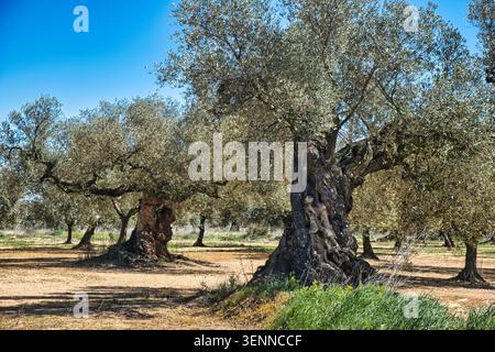Zwei der tausendjährigen Olivenbäume (olivos milenarios) in einem Olivenhain in Canet lo Roig, Castellon, Spanien Stockfoto