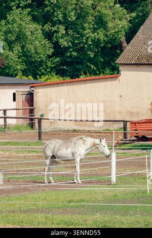Weißes Pferd auf dem Bauernhof isoliert Stockfoto