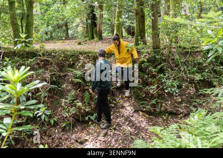 Paare, die durch den Wald wandern und die üppige grüne Natur erkunden Stockfoto