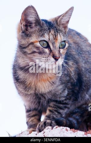 Golden Tabby's Profil Licht und Textur Stockfoto