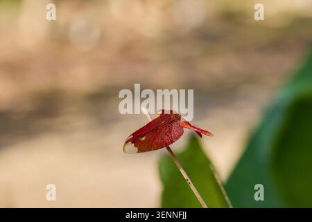 Rote Libelle auf einem Pflanzenstiel Stockfoto