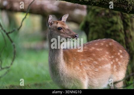 Sika-Hirsch weidet frisches Gras in einem Wald Stockfoto