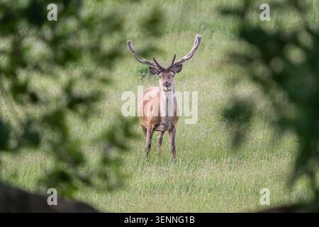 Rothirsch steht auf einer grünen Wiese Stockfoto