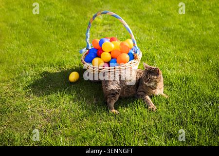 Die Tabby-Katze liegt auf üppigem grünem Gras neben einem Korb mit lebhaften Ostereiern aus Plastik und sorgt für eine festliche Outdoor-Szene Stockfoto
