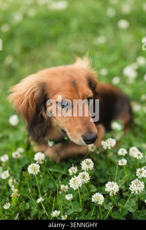 Langhaariger Dackelhund-Welpe im Sommer auf einem Kleebeld Stockfoto