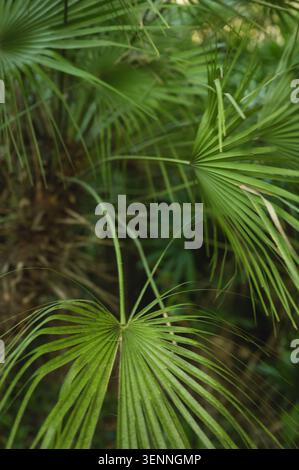 Nahaufnahme grüner Palmenwedel in üppigem subtropischem Wald Stockfoto