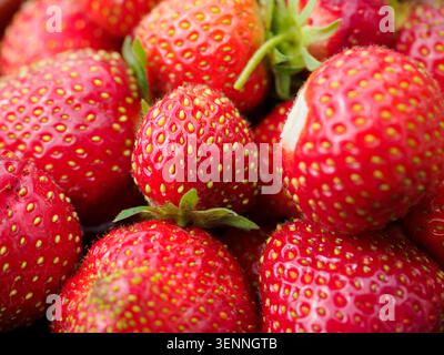 Frisch geerntete rote Erdbeeren mit gesunder natürlicher Textur Stockfoto