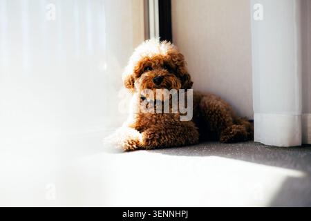 Porträt eines Hundes zu Hause. Brauner Pudel liegt am Fenster mit hellem Tageslicht. Haustier zu Hause Stockfoto