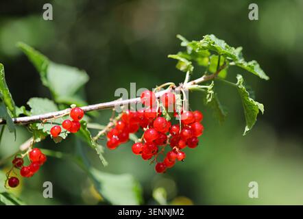 Roter Johannisbeerstrauch aus nächster Nähe Stockfoto