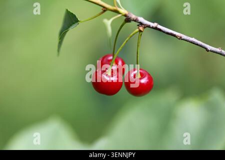 Red Sauerkirschen auf einem Baum Stockfoto