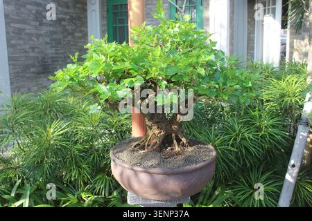 Miniatur-Bonsai-Baum mit detaillierter Rindenstruktur und üppigem Laub in braunen Behältern im Freien, umgeben von Pflanzen. Stockfoto