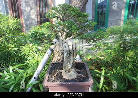 Komplizierter Bonsai-Baum mit strukturierter Rinde und kleinen roten Früchten in braunem Keramiktopf, umgeben von Laub im Garten. Stockfoto