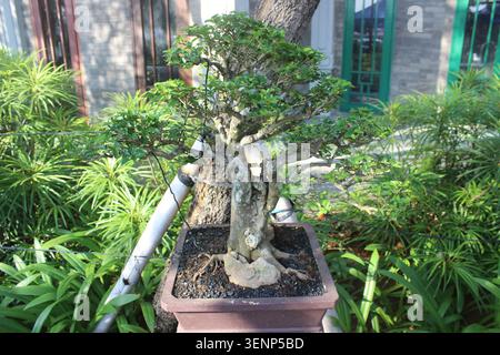 Komplizierter Bonsai-Baum mit strukturierter Rinde und kleinen roten Früchten in braunem Keramiktopf, umgeben von Laub im Garten. Stockfoto