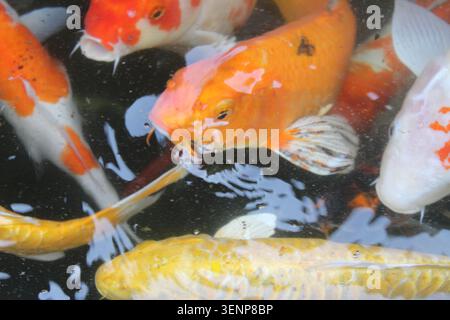 Eine Gruppe von lebendigen Koi-Fischen in verschiedenen Farben schwimmen anmutig im klaren Teichwasser und schaffen eine wunderschöne Unterwasserszene. Stockfoto