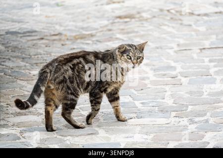Porträt einer streunenden Tabby-Katze mit sichtbaren Narben auf einer Kopfsteinpflasterstraße mit detaillierter Pelzstruktur und intensivem Ausdruck unter natürlichen Dayli Stockfoto