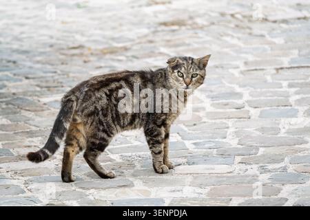 Porträt einer streunenden Tabby-Katze mit sichtbaren Narben auf einer Kopfsteinpflasterstraße mit detaillierter Pelzstruktur und intensivem Ausdruck unter natürlichen Dayli Stockfoto