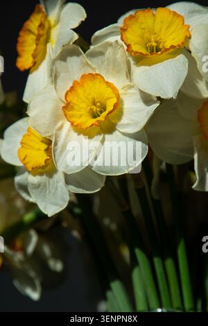 Gelbe Narzissen Blüten Knospe mit hellen orange Tassen im Frühlingsstrauß floralen Hintergrund. Stockfoto