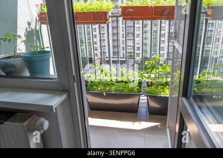 Blick auf einen urbanen Balkongarten mit grünen Pflanzen und Gemüse in Töpfen von einer offenen Zimmertür. Tomatenanbau in Töpfen. Moderner Innenhof Hobby Stockfoto