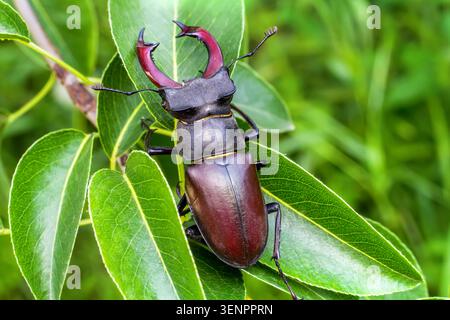 Insektenhirschkäfer in der Wildnis Nahaufnahme. Großer Hornhirschkäfer. Stockfoto