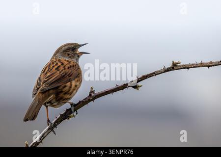 Ein Dunnock (Prunella modularis) in vollem Lied auf einem bogenförmigen Brombeerstiel vor einem grauen Himmel in den National Botanic Gardens, Glasnevin, Dublin, IR Stockfoto