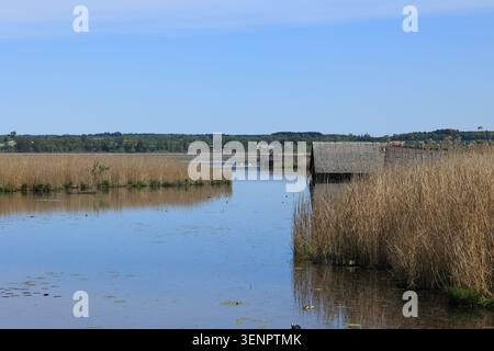Blick über den Federsee bei Bad Buchau in Oberschwaben Stockfoto