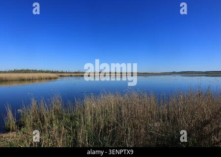Blick über den Federsee bei Bad Buchau in Oberschwaben Stockfoto