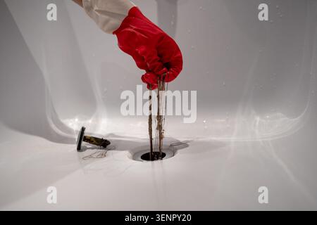 Hand in Schutzhandschuh, um verwickelte Haare aus dem Duschabfluss zu ziehen, um Verstopfungen zu entfernen. Konzept der Badreinigung, Haushaltspflege, Sanitär-Pflege Stockfoto