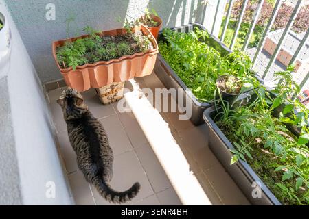 Tabbie Cat Blick auf den grünen Balkongarten in Töpfen mit Blick auf die Wohngebäude Tomatenpflanzen wachsen. Stockfoto