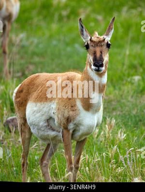 Die Kreuzhornantilope steht wachsam auf einer grasbewachsenen Wiese an einem sonnigen Tag Stockfoto