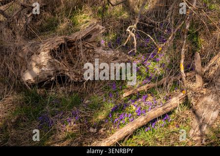 Violette Frühlingswildblumen wachsen um umfallenes Holz, trockene Äste, Gras und natürliche Waldschutt bei warmem Tageslicht. Stockfoto