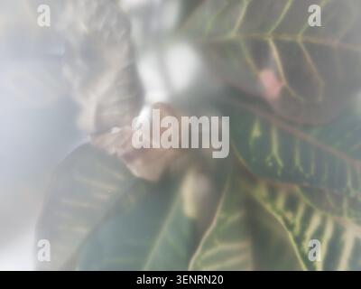 Nahaufnahme von grünen Crotonblättern durch eine mattierte oder nebelige Glasscheibe, die einen weichen Unschärfeeffekt erzeugt. Stockfoto
