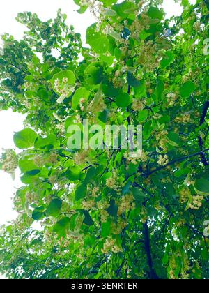 Linden oder Lime Tree, Tilia Cordata. Blumen und Blätter Nahaufnahme Stockfoto