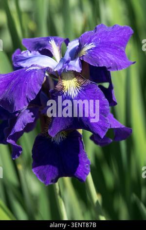 Sibirische Iris „Friendly Welcome“ Iris Blue Blume Stockfoto