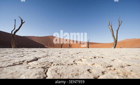 Alte, sonnenverbrannte Kameldornbäume (Vachellia erioloba) stehen als Skelett-Wächter in Deadvlei, einer weißen Tonpfanne in Namibias Stockfoto
