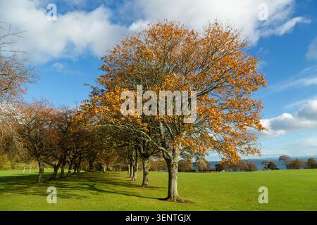 Herbstbäume im Silversand Park, Aberdour, Fife, Schottland Stockfoto