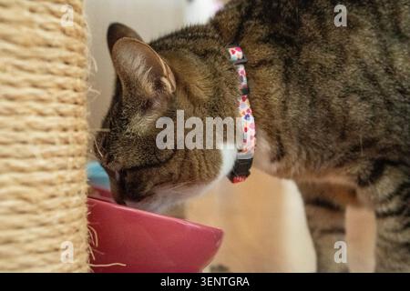 Eine aus Europa stammende Katze mit tigergrauem Fell isst seine Mahlzeit aus einer Schüssel, die auf dem Parkettboden liegt Stockfoto