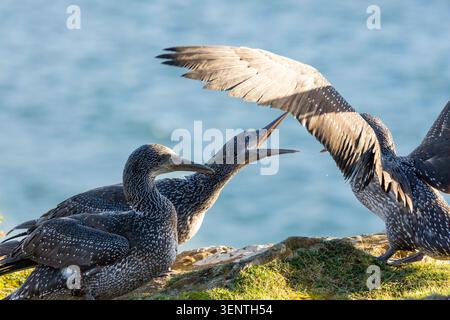 RSPCA freisetzt drei junge Tölpel (morus bassanus) von den Klippen des Hawcriag Point, Aberdour, Fife, Schottland Stockfoto