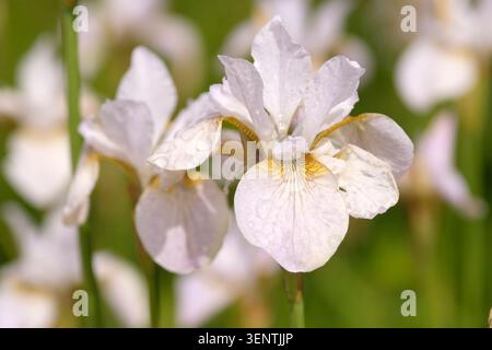 Weiße sibirische Iris „hohe Warte“ in Blüte. Stockfoto