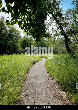 Schotterweg schlängelt sich durch hohes Gras und Bäume in einem natürlichen Stadtpark in Calgary. Stockfoto