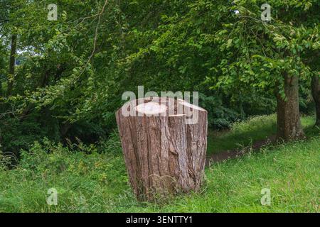 Ein großer, mehrstöckiger Baumstamm mit frischem, leichtem Holzkorn auf der Oberseite steht deutlich sichtbar in hohem grünen Gras mit dichtem Laub und Bäumen Stockfoto
